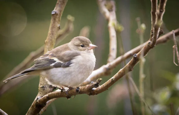 Oiseau Assis Sur Une Branche Arbre — Photo