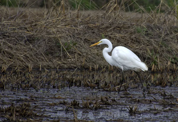 Great Egret Water — Stock Photo, Image