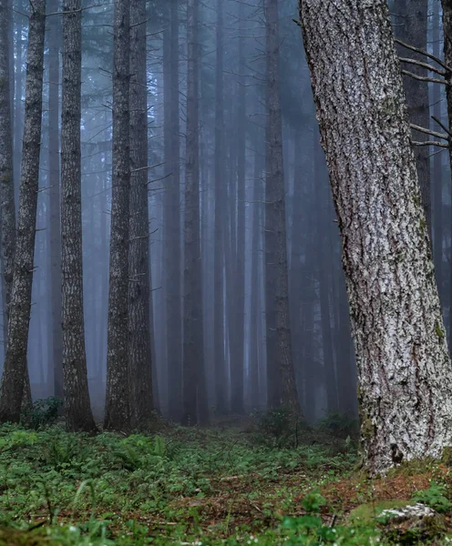 Осінній Ліс Деревами Туманом — стокове фото