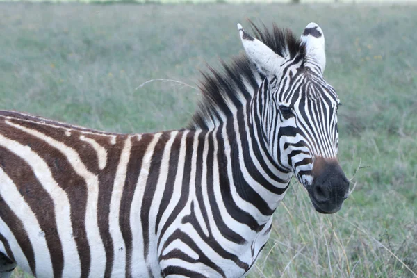 Zèbre Dans Savane — Photo