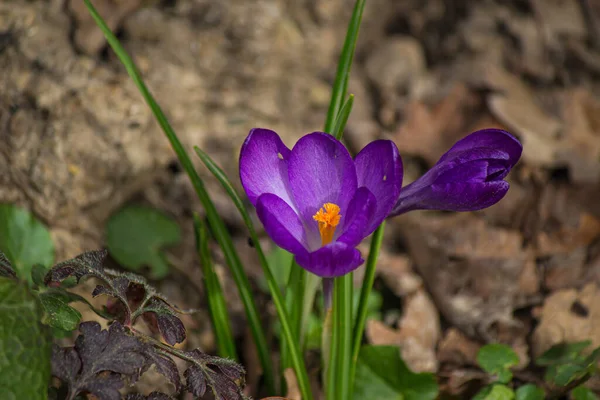 Spring Crocus Flowers Crocuses Growing Ground Forest — Stock Photo, Image