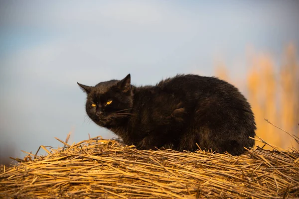 Svart Katt Natur Bakgrund — Stockfoto