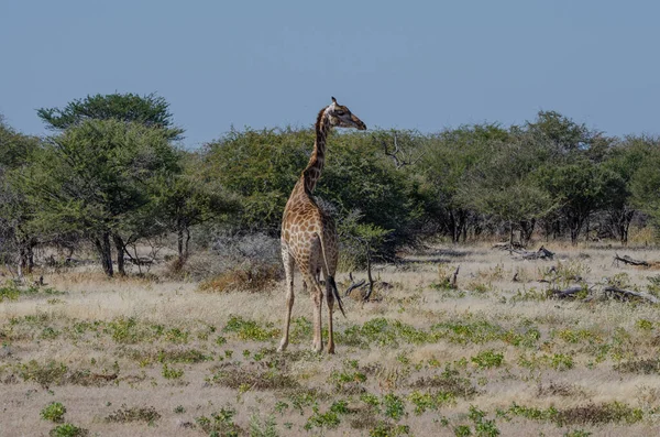 Vista Girafa Savana — Fotografia de Stock