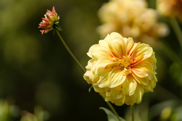 Bahçedeki Güzel Çiçekler Doğa Arka Planında — Stok fotoğraf