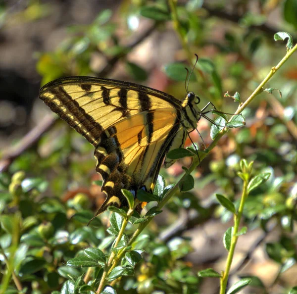 Papillon Sur Une Fleur Sur Fond Nature — Photo