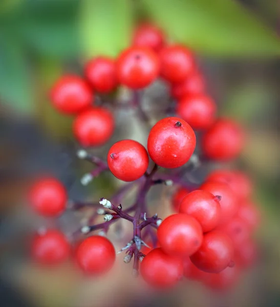 Primo Piano Bacche Rosse Ramo Cespuglio — Foto Stock