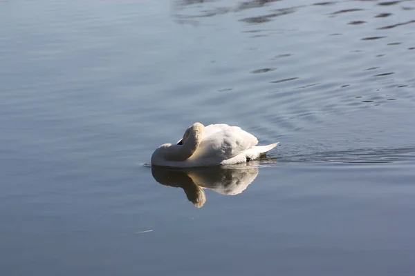 Cisne Blanco Lago — Foto de Stock