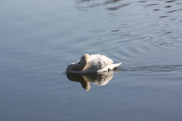 Cisne Branco Lago — Fotografia de Stock