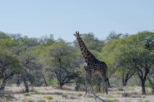 View Giraffe Savannah — стоковое фото
