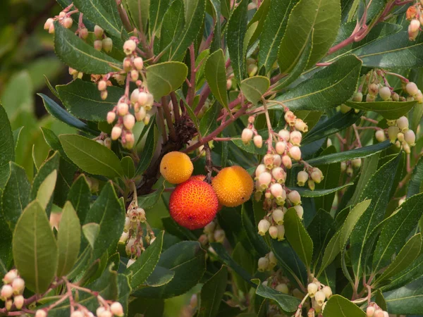 Perto Ramo Frutos Uma Árvore — Fotografia de Stock