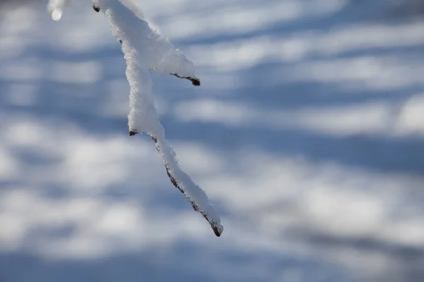 Pokryte Śniegiem Drzewo Zimie — Zdjęcie stockowe