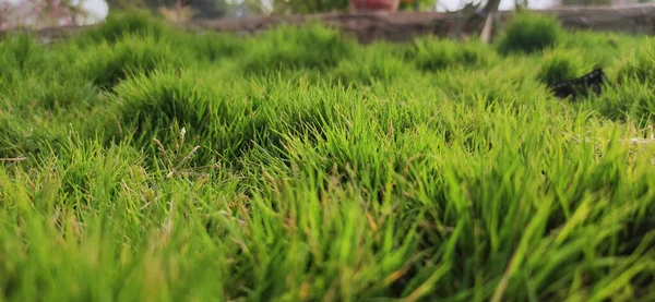 Green Grass Park — Stock Photo, Image