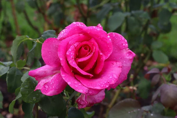 花园里美丽的粉红色玫瑰 — 图库照片