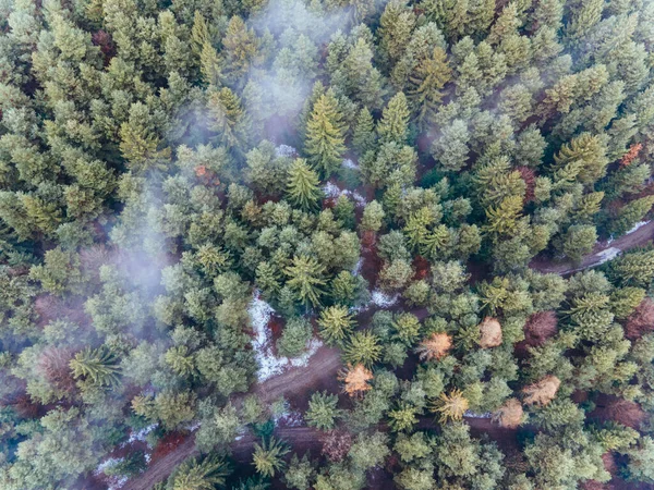 Vista Aerea Della Foresta Mattino — Foto Stock