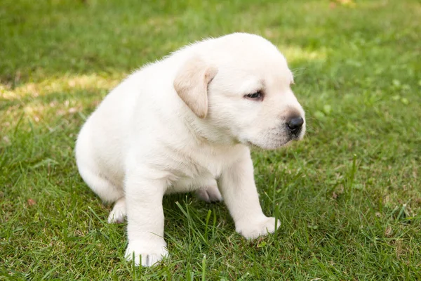 Lindo Cachorro Labrador Hierba Verde —  Fotos de Stock