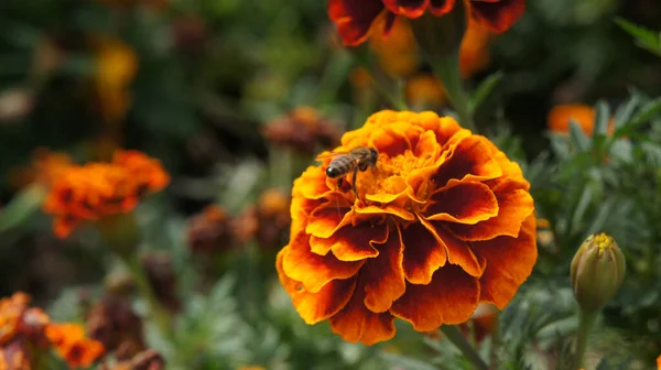 Oranje Bloem Tuin — Stockfoto