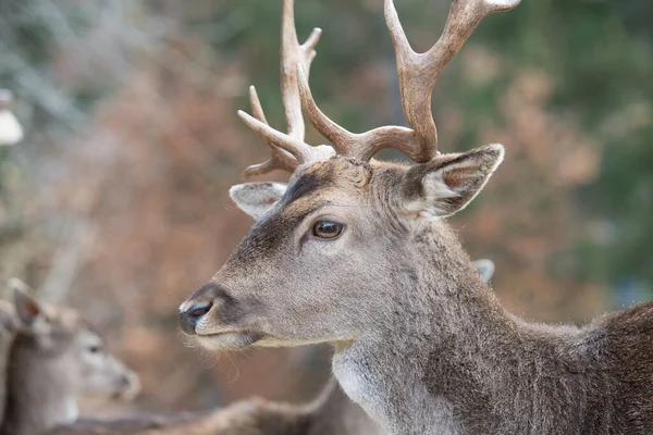 Beautiful Deer Forest — Stock Photo, Image