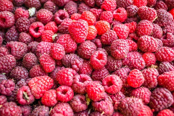 Fresh Raspberries Market — Stock Photo, Image