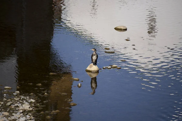 Eine Schöne Aufnahme Eines Vogels See — Stockfoto
