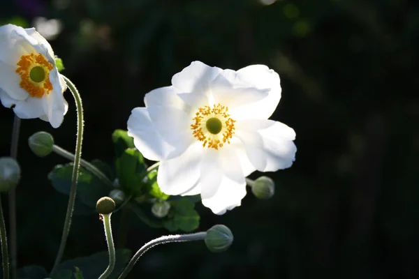 Vackra Blommor Trädgården — Stockfoto