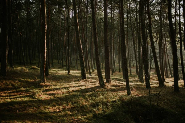 Bela Paisagem Com Árvores Floresta — Fotografia de Stock