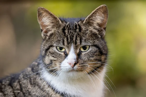 Portrait Beau Chat Sur Fond Nature — Photo