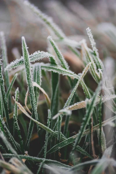 Groen Gras Tuin — Stockfoto