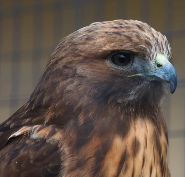 Close Van Een Vogel — Stockfoto