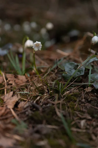 Piękne Krople Śniegu Rosnące Lesie — Zdjęcie stockowe