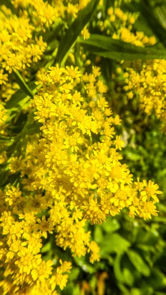 Fiori Gialli Giardino — Foto Stock