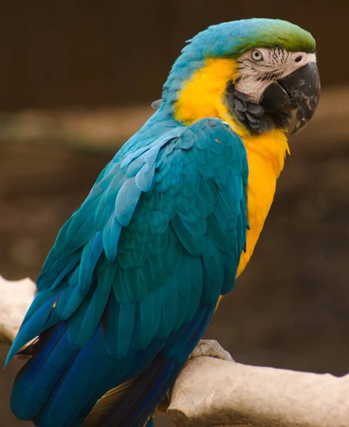 Bellissimo Pappagallo Macaw Colorato Sulla Spiaggia — Foto Stock