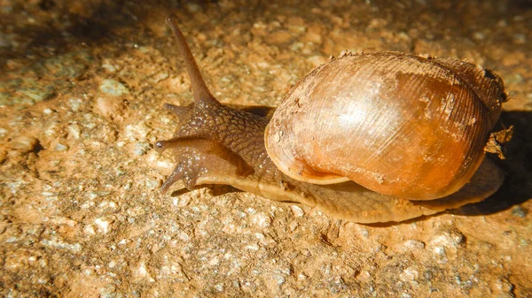 Snail Sand — Stock Photo, Image