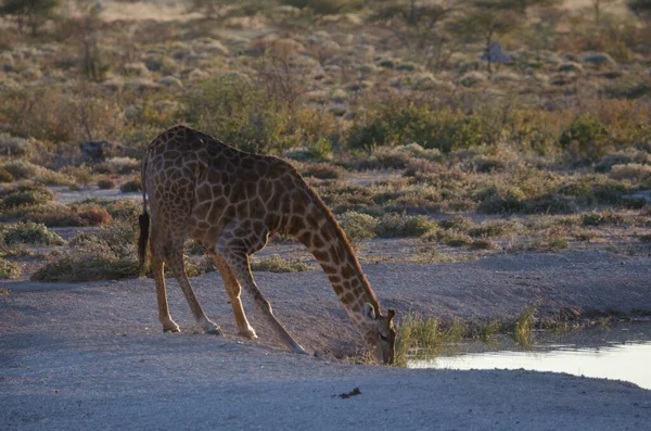 Afrika Savanasında Bir Zürafa — Stok fotoğraf