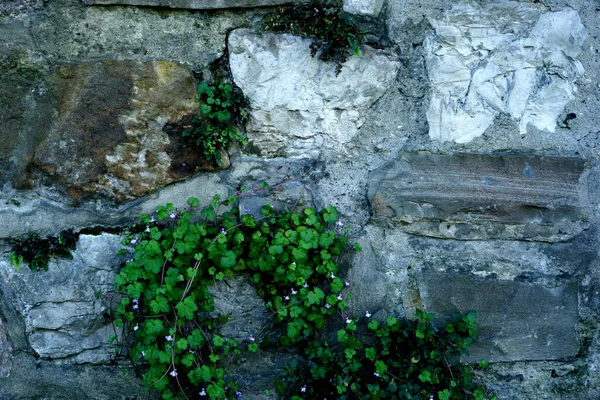 用苔藓和常春藤筑成的石墙 — 图库照片