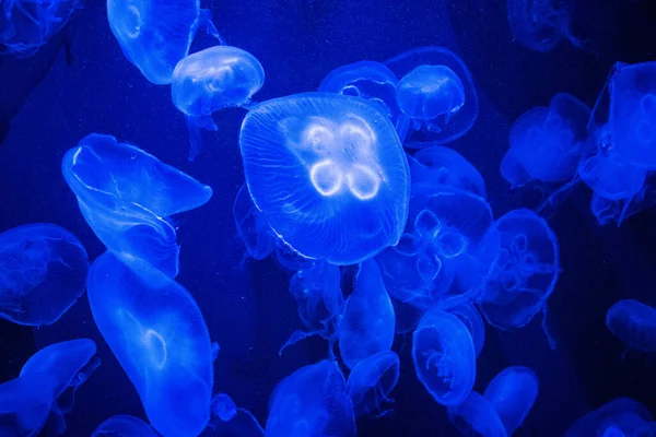 Medúzy Akváriu — Stock fotografie
