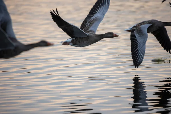 Günbatımında Üzerinde Uçan Kazlar — Stok fotoğraf