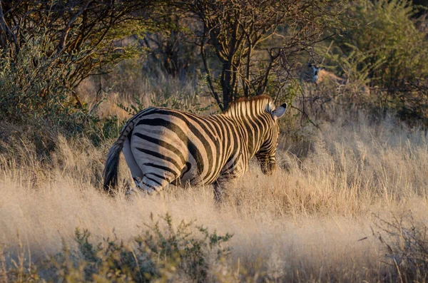 Zebra Africana Natureza — Fotografia de Stock