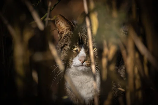 Кошка Саду Фоне Природы — стоковое фото