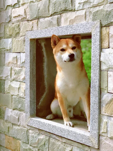 Hund Zimmer — Stockfoto