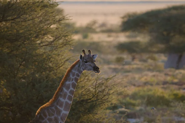 Close Uma Girafa Olhando Para Câmera — Fotografia de Stock