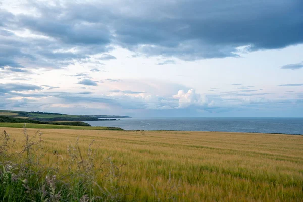 Beautiful Landscape Field Wheat Cloudy Sky — Stock Photo, Image