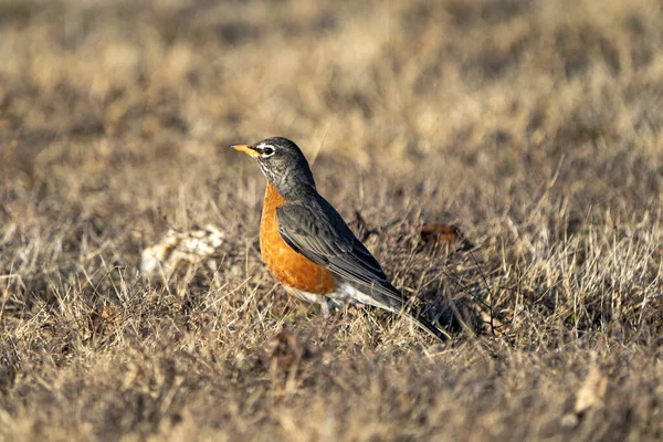 Búfalo Comum Erithacus Rubecula Floresta — Fotografia de Stock