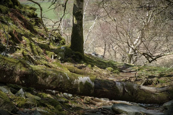 Gyönyörű Táj Fákkal Erdőben — Stock Fotó
