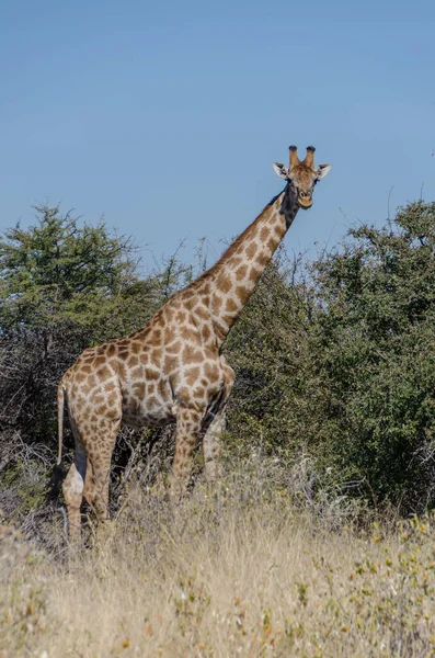 Giraffa Nella Savana Kenya Sullo Sfondo Della Natura — Foto Stock
