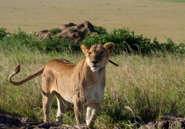 Лев Савані Кенійської — стокове фото