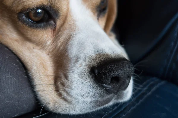 Raza Perro Retrato Primer Plano — Foto de Stock