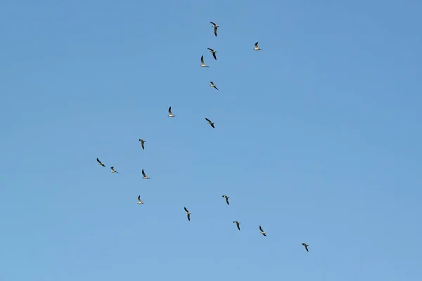 Gökyüzünde Uçan Kuş Sürüsü — Stok fotoğraf