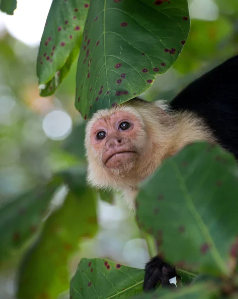 若い猿がバナナの木を食べています — ストック写真