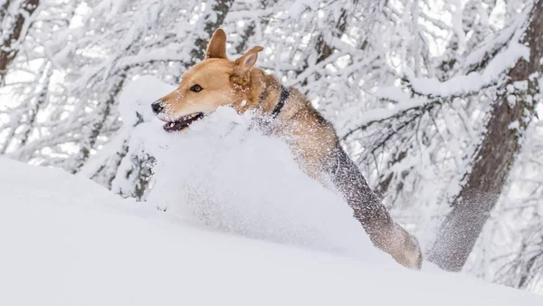 Hund Som Springer Snön — Stockfoto
