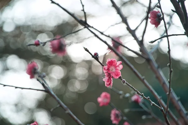 Belle Fleur Cerisier Fleurs Sakura Dans Jardin — Photo